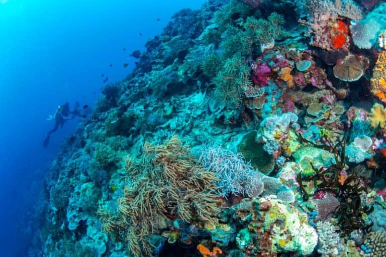 Img Abundance Reef And Marine Life Wakatobi National Park