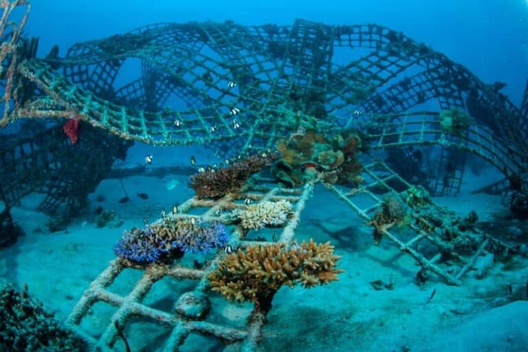 Biorocks Coral Reefs Gili Lombok