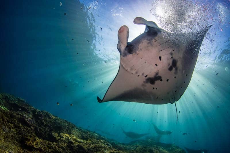 Img Closeup Shot Manta Ray