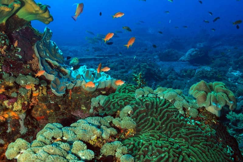 img_colorful-coral-reef
