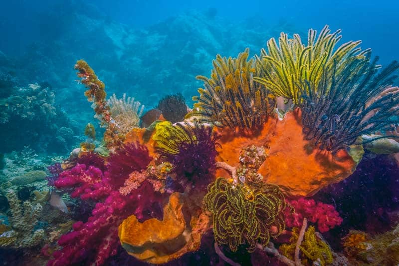 Img Coral Reef Sulawesi Indonesia