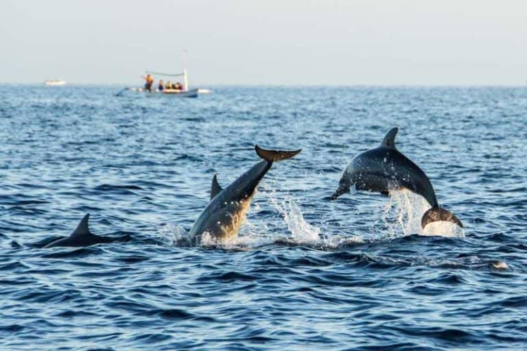 Img Dolphin Watching At Lovina