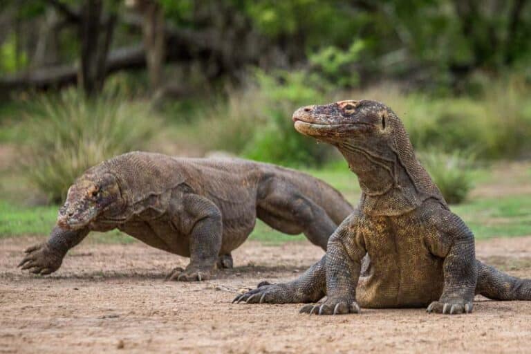 Img Komodo Dragons