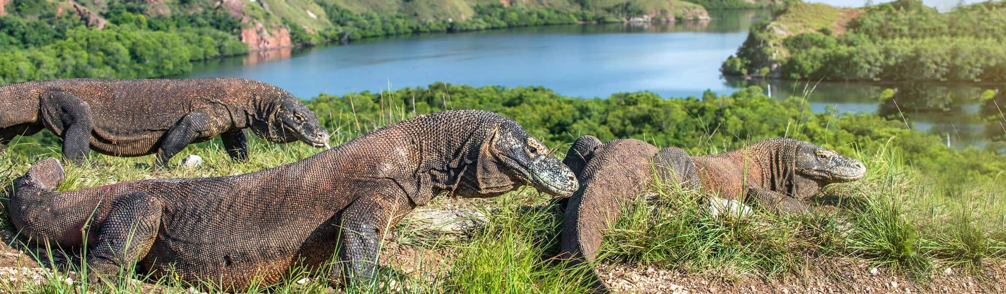 Img komodo island hero 01