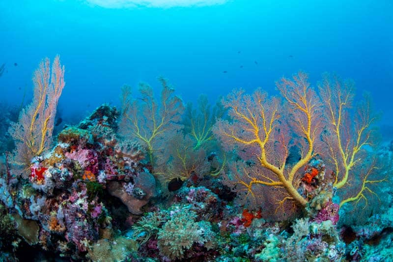 Img Large Sea Fan Wakatobi National Park