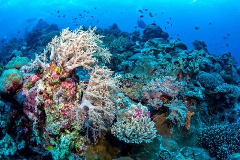 Img Reef Marine Life In Wakatobi National Park