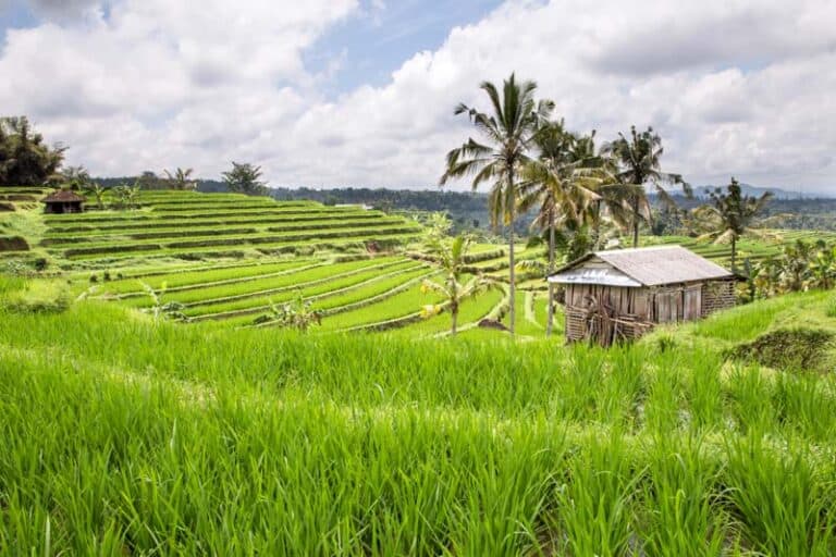 Img Rice Fields Ubud Bali