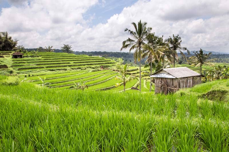 img_rice-fields-ubud-bali