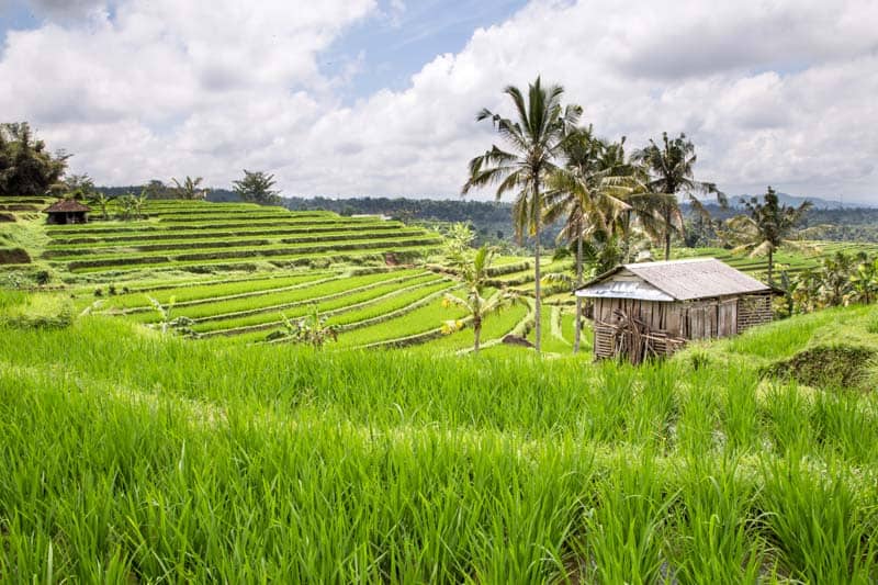 Img Rice Fields Ubud Bali