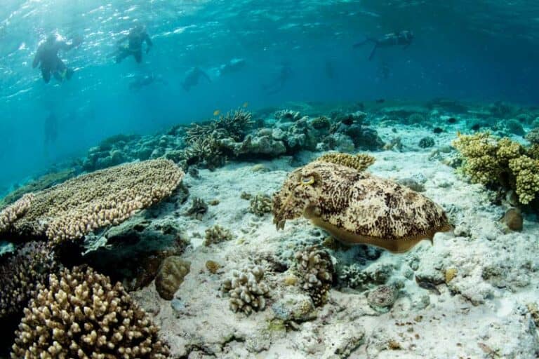 Img seafloor in wakatobi national park